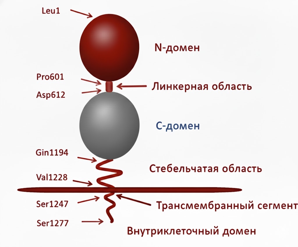 Структура ангиотензин-превращающего фермента (АПФ)