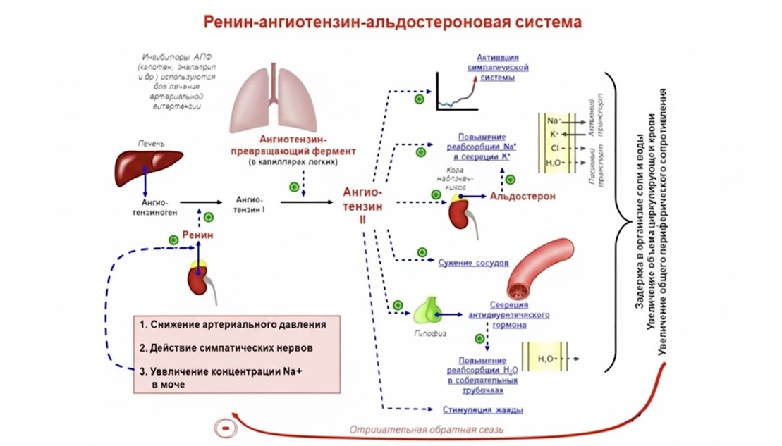 Структура ангиотензин-превращающего фермента (АПФ)
